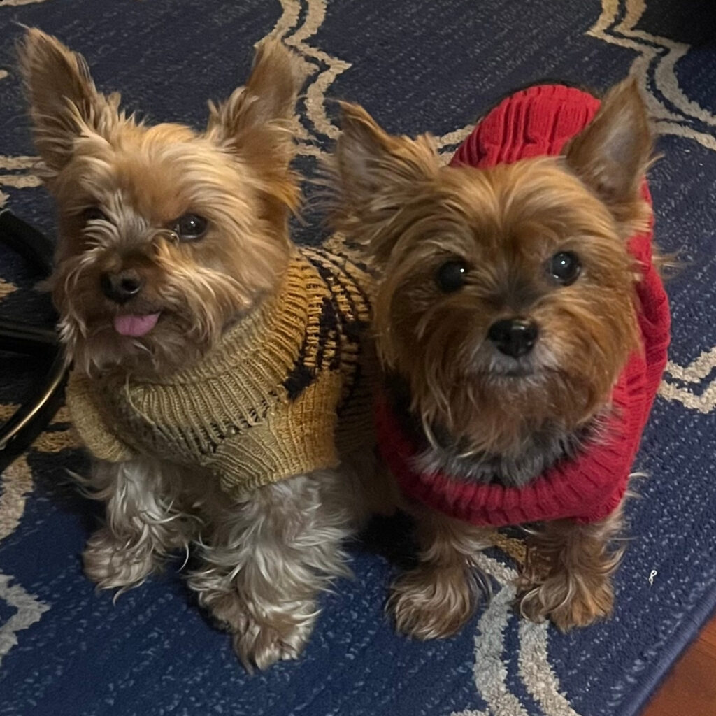 Two Yorkshire Terriers, one wearing a yellow sweater and the other a red sweater, sit on a blue rug.